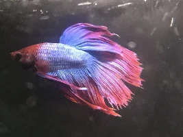 Good betta setup?