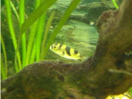 Some photos of my tank