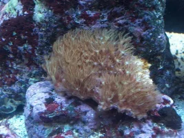 My Refugium
