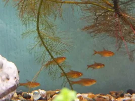 Have A Look At My Little Beauties (ember Tetras)