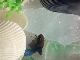 Severe Swim Bladder or What Else?!