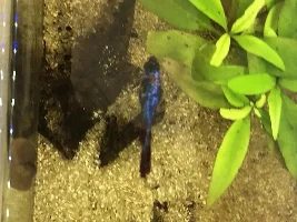 Betta fish quick breathing and less active