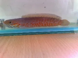 My Channa Sp. Assams