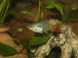 Xiphophorus variatus XL ♀