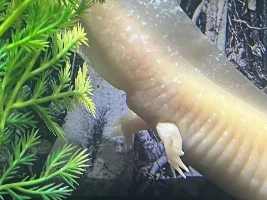 Male or Female