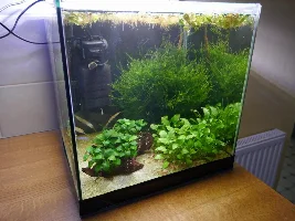 Vote Now! - September 2022 Tank of the Month Contest (16 US Gal & Smaller)