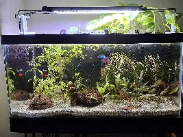 Been a long time since posted here.....  New betta tank setup :)