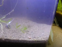 Mosquito Fish.