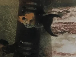 Pregnant or feeding?