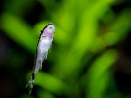 All Fish Shrimp From 350lt Tank For Sale Due To Closing Down
