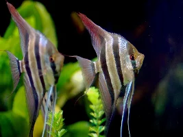 If you could have one freshwater fish, what would it be?