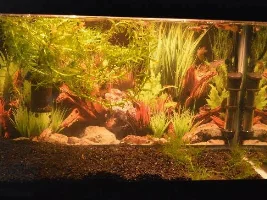 First Timer Planted Journey.
