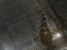 New Clown Pleco -Is it healthy?