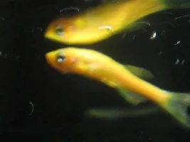 Glofish - Skinny And Slopes Downward