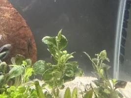 White dots on plants