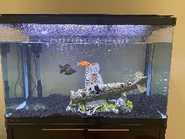 IM NEW AND I NEED HELP