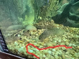 Bristlenose, Panda Cory and Sterbai Cory have white patches on face and body