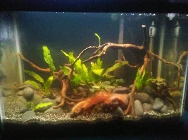 The re-scape journal (found a great deal on river rocks!!!)