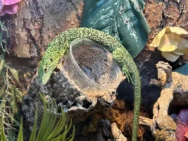 Some neat fish at my LFS