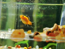 Red platy and Black mollies pregnancy!? HELP NEEDED