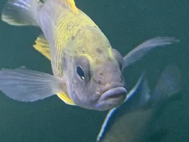Hole in the head help!
