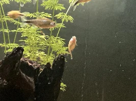 148.6L (39.2 gallon) aquarium journal