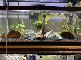 Shy and Dull cichlid