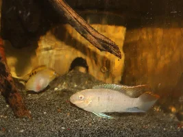 Albino Pelvicachromis pulcher