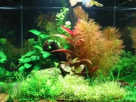 April Small Tank of the Month