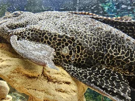 Pleco has strange circle