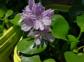 What is your favorite floating plant and why? Poll.