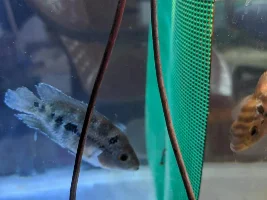 Is this a Flowerhorn? (HELP)