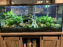 10 Tank's fish and tanks