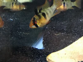 The ram cichlid project