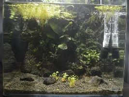 Could plants fix this issue?