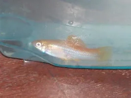 My Fishes
