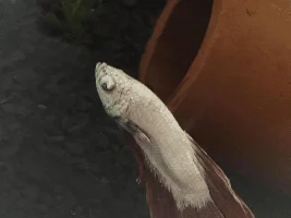 Help! Sick betta