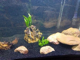 125 gallon South American community progress
