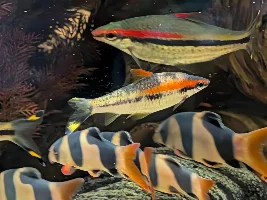 Attempting to document color change of Denison Barb from normal to gold.