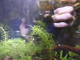 Neon Tetras chasing each other?