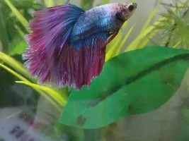 Need help ASAP with my Betta