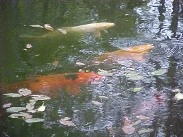 my ponds