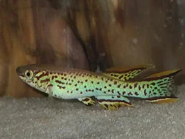 P82 killifish
