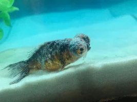 Oranda/Moor fish dying...what is this white slime?