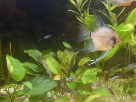 What breed are my angelfish?