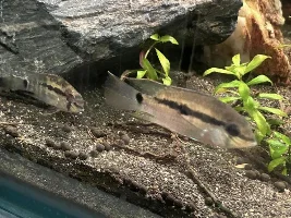 Krobia Sp.Oyapok