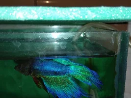 My betta doesn't look happy.