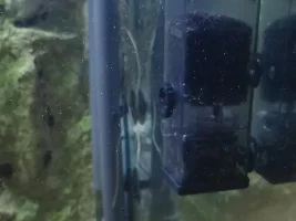 Jaguar Cichlid (4M) - doesn't seem to want to eat