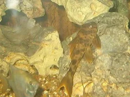 Para Plec L075