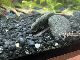 Kuhli loach issues